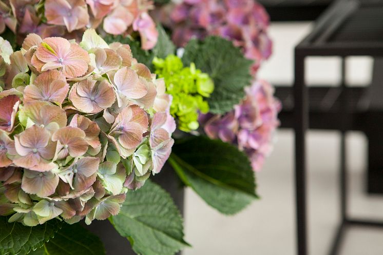 Hortensia - en effektiv luftfuktare med ljuvlig blomning