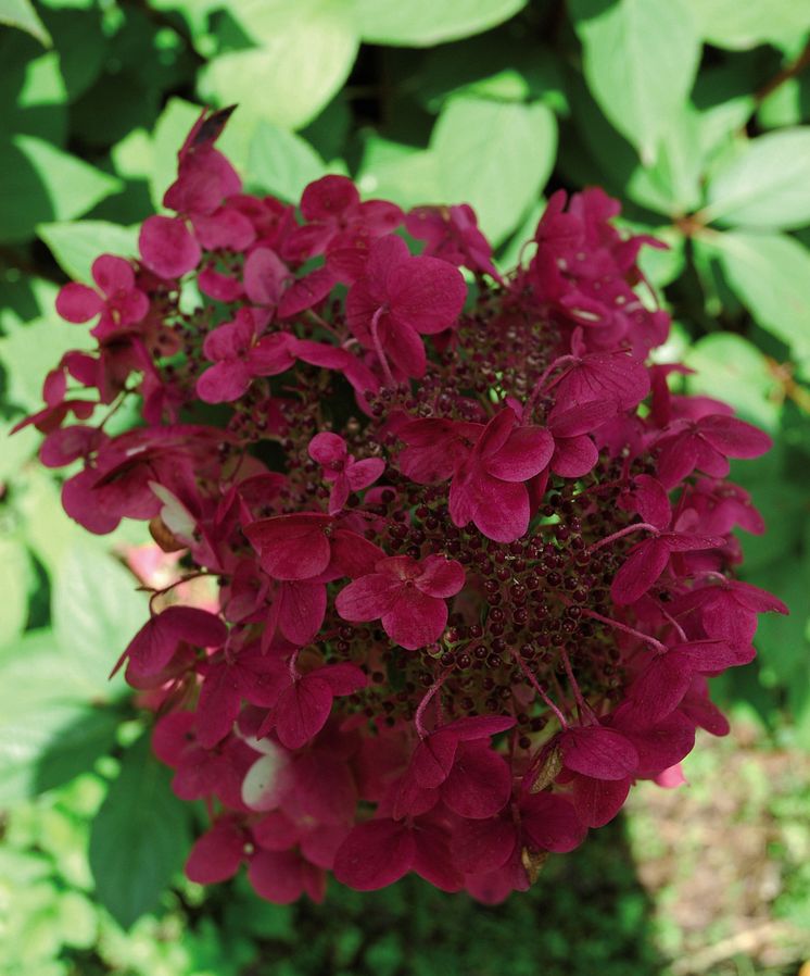 Hortensia, Hydrangea Wim’s Red®