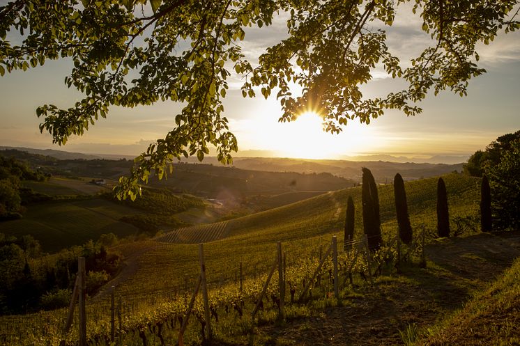 Vineyard - Sito Moresco (2)