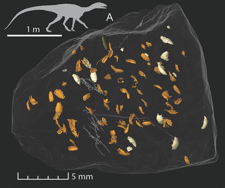 Coprolite with contents and Silesaurus_Silhouette_Qvarnström et al