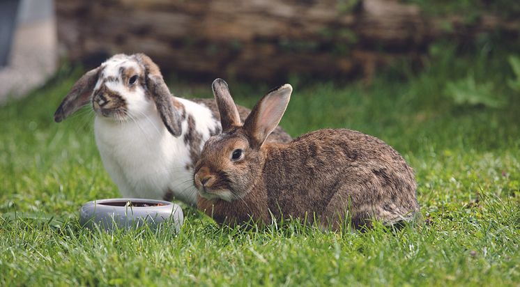 Kaninchen dürfen nicht alleine gehalten werden.