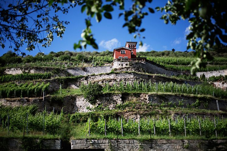 Freyburg: Schweigenberg mit Toskanaschloesschen; Weinregion Saale-Unstrut