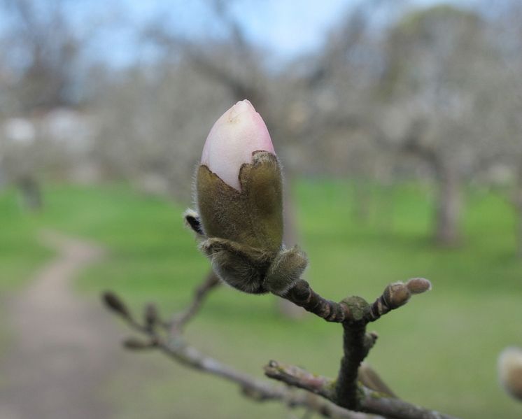 SSPPG, magnolia
