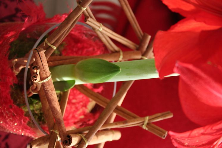 Röd jul med amaryllis