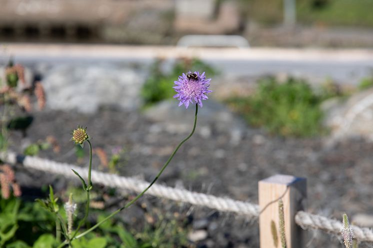 Bier i den lille blomsterenga ved Moren