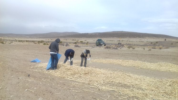 Altiplano där quinoan odlas.jpg