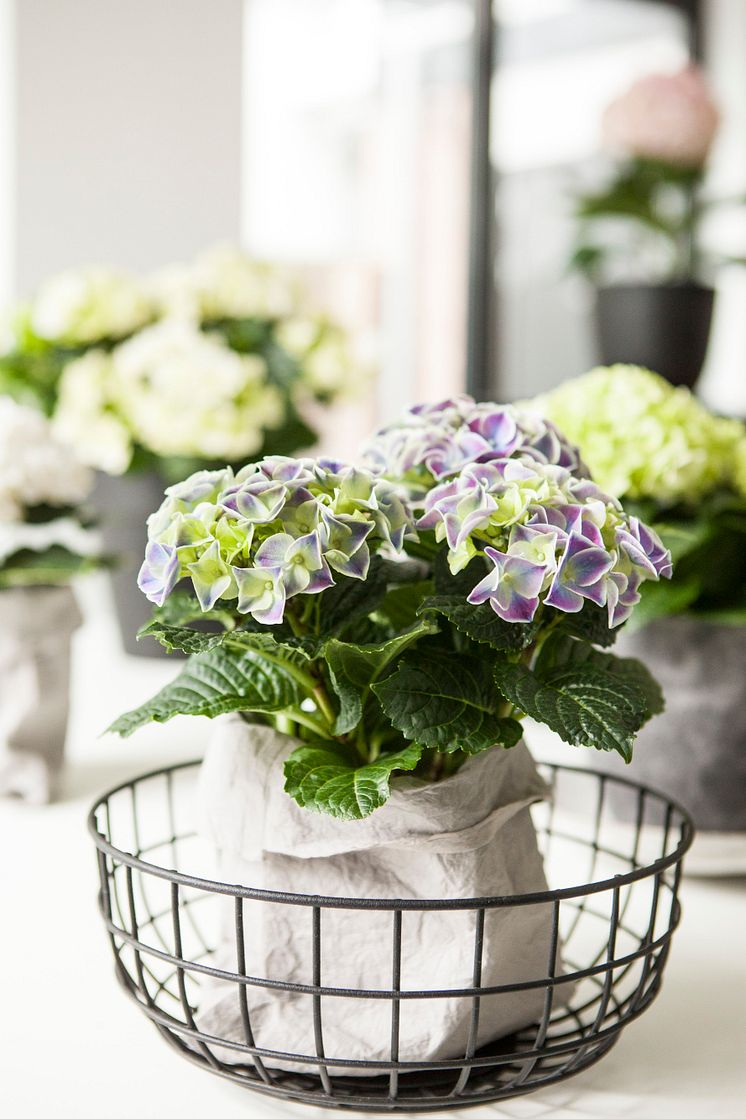 Hortensia - en effektiv luftfuktare med ljuvlig blomning