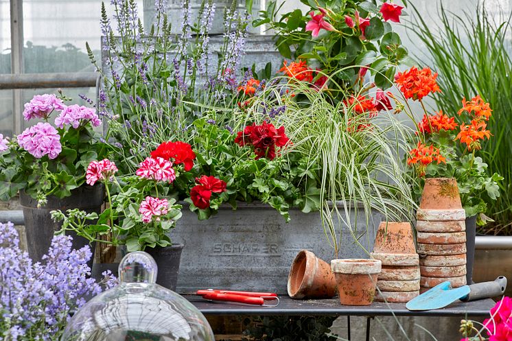 Pelargoner  industrikänsla