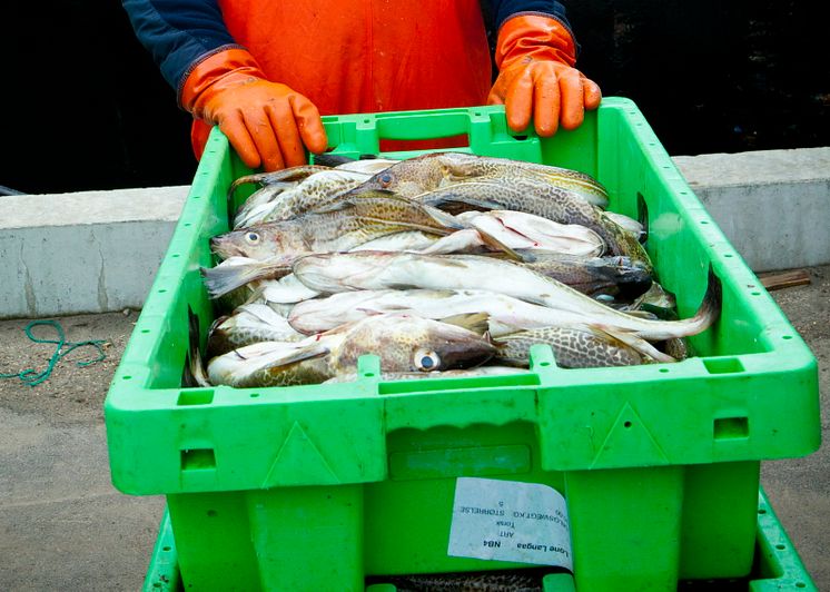 Ransonen för torskfiske ändras