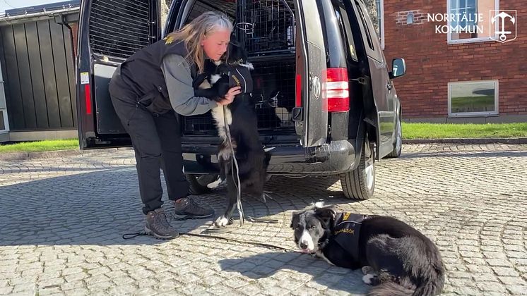 Narkotikasök med hund på Roslagsskolan