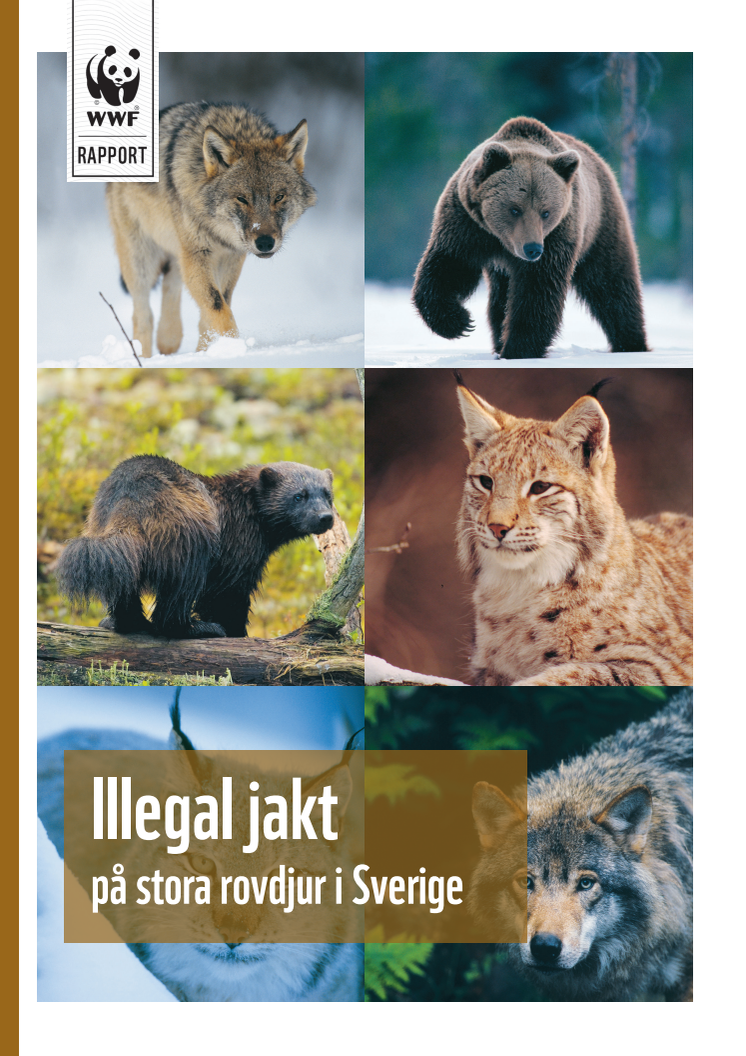 Illegal jakt på stora rovdjur i Sverige