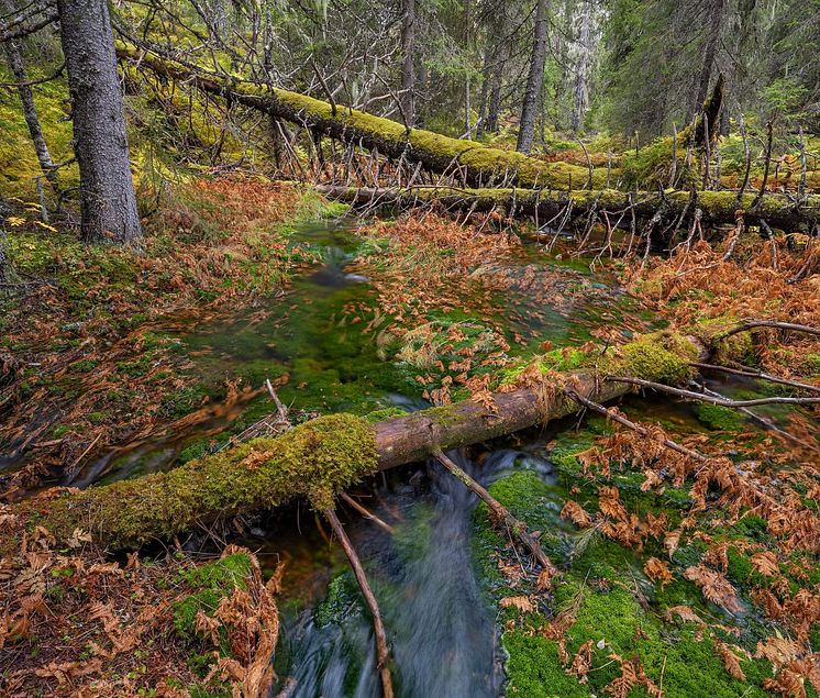 Gammelskog_fotoBårdLøken