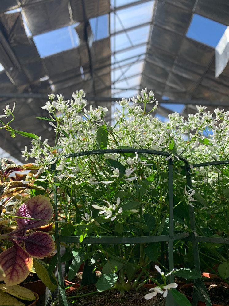 Sommarblomsodling hos Görarps Blomsterproduktion