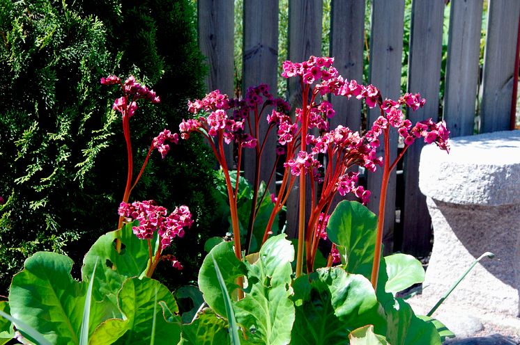 Tuja 'Smaragd' och bergenia