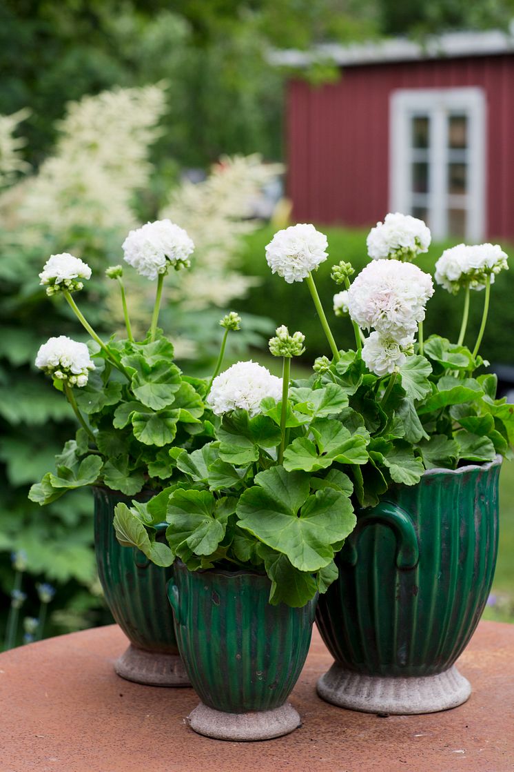 Pelargonium ´Kronprinsesse Mary´