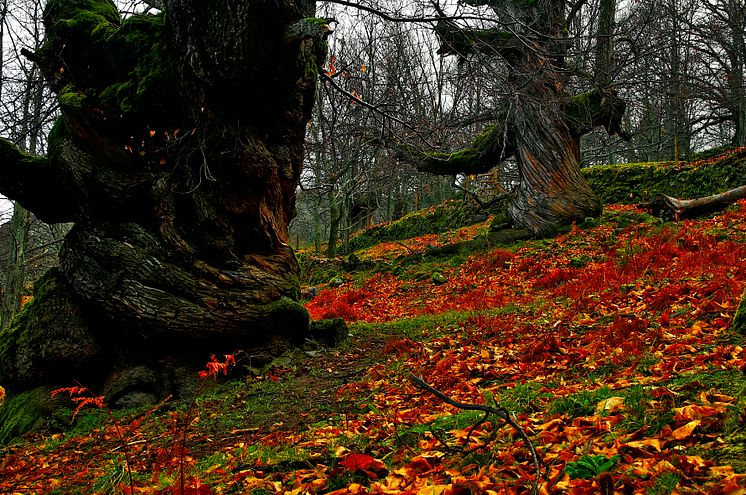 Valle del Ambroz, Extremadura