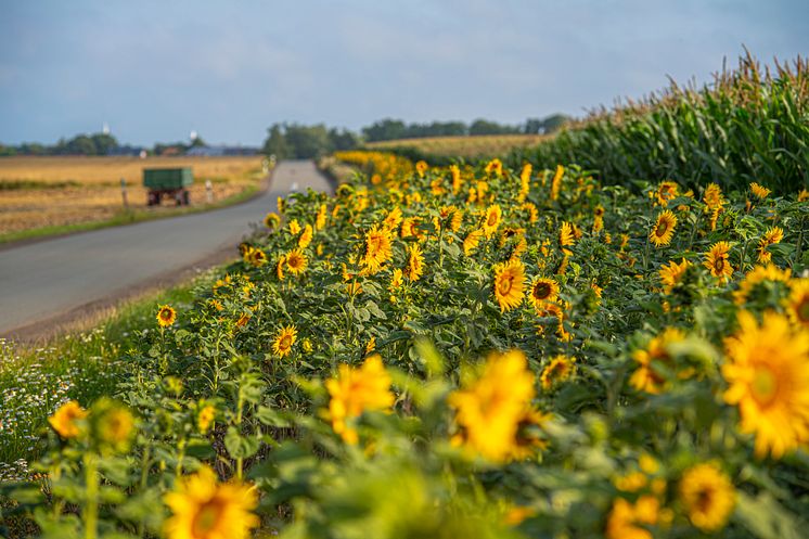 Sonnenblumen