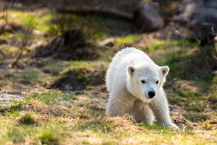 Miki – isbjörnsunge i Rovdjursparken Foto Grönklittsgruppen .jpg