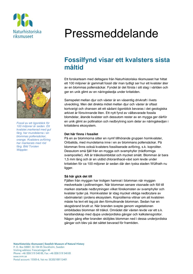 Fossilfynd visar ett kvalsters sista måltid