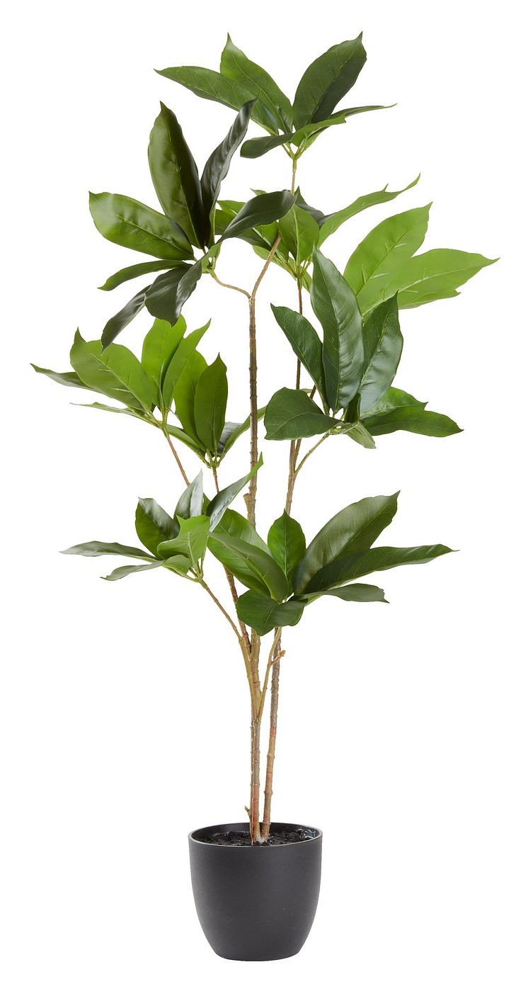 Kunstig plante TRISTAN H80cm (269 DKK)