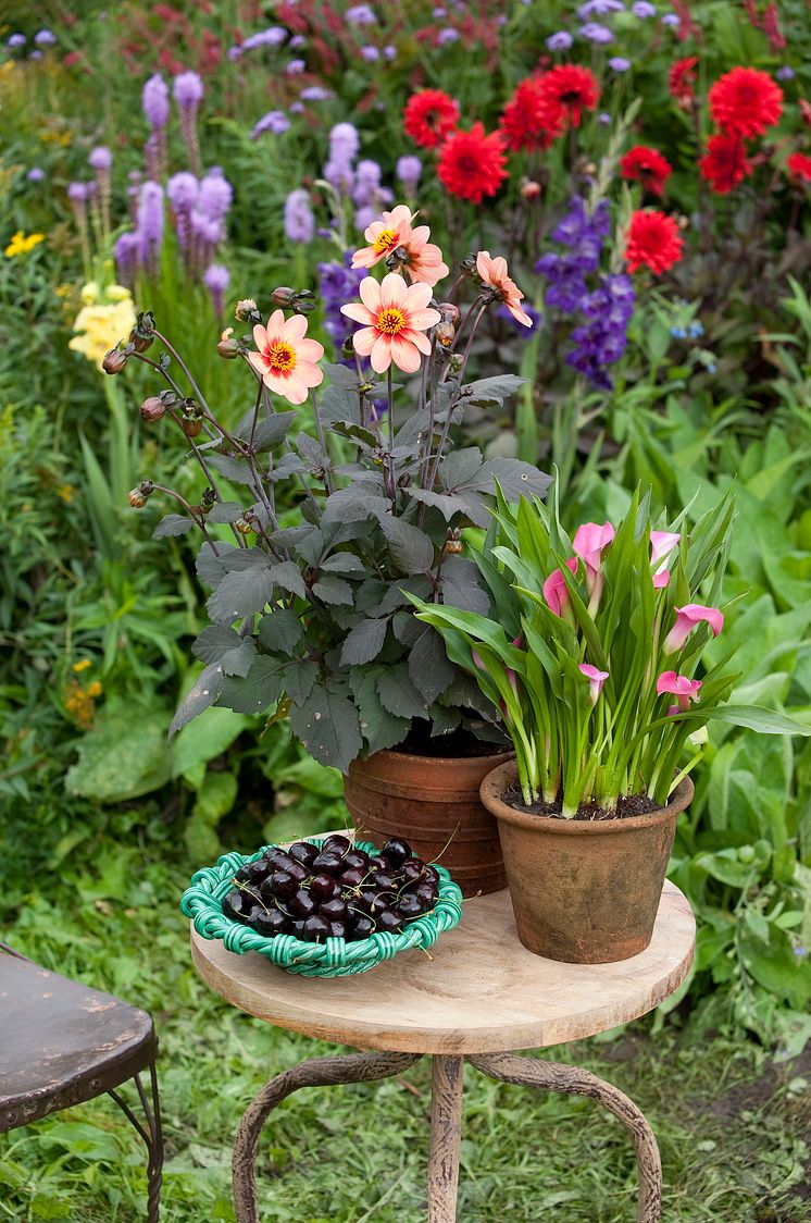 Bord med rödbladig dahlia.