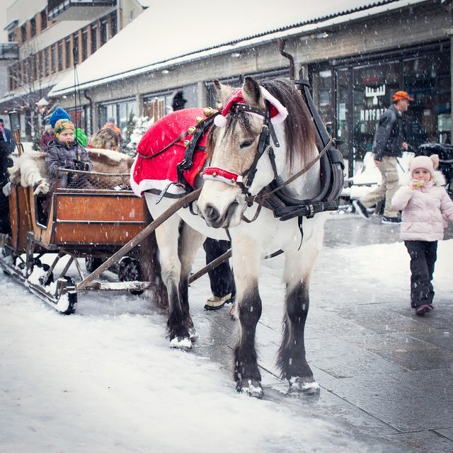 Kanefart med hest og slede fredag og søndag i Julefestivalen.jpeg