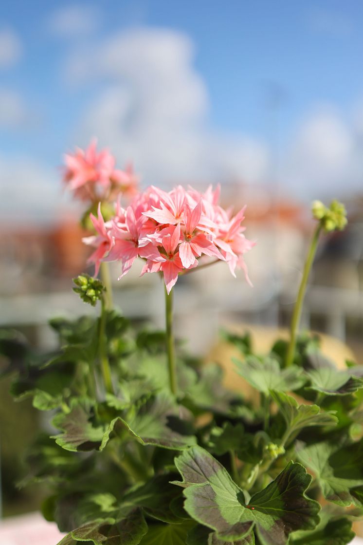 Årets Pelargon 2025 Pelargonium Summer Twist Rose foto SydGrönt (7).jpg