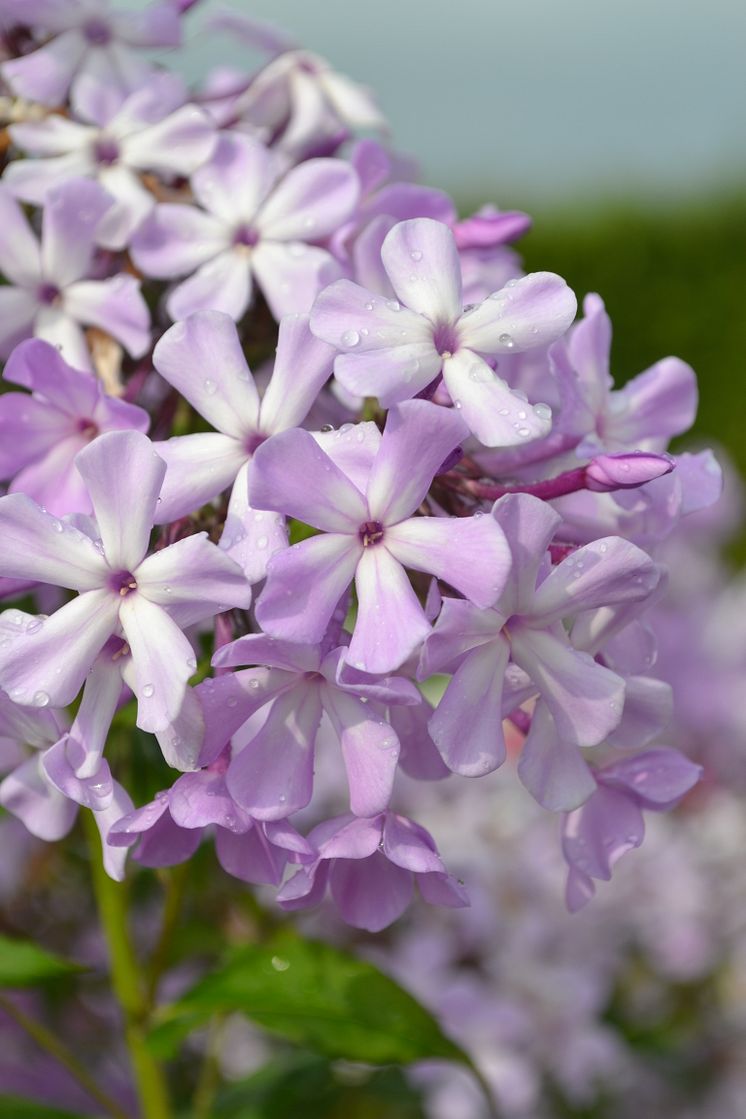 Höstflox, Phlox paniculata ’Alma Jansson’ Svenskt kulturarv