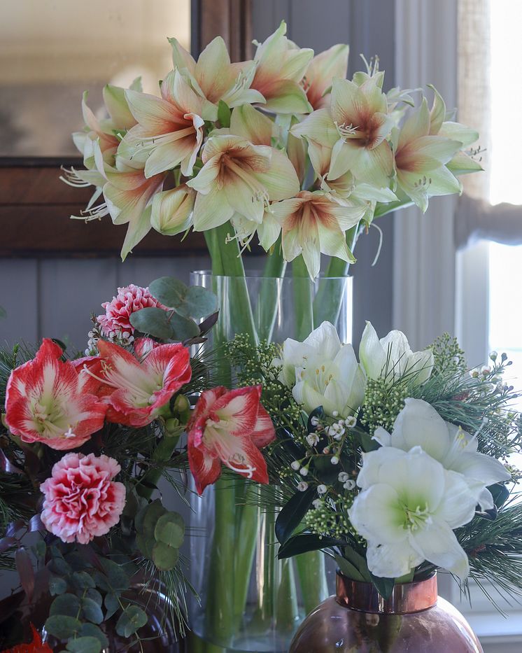 Amaryllis i vase