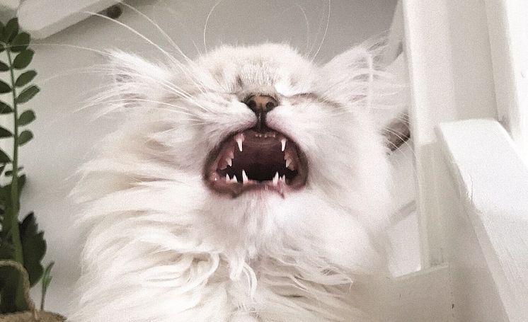 cat-yawning.big.jpg