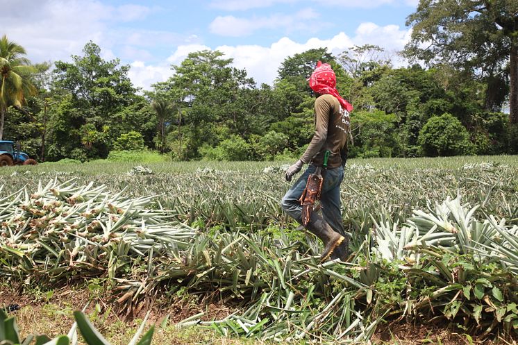 RS340045_Pineapple workers in Costa Rica