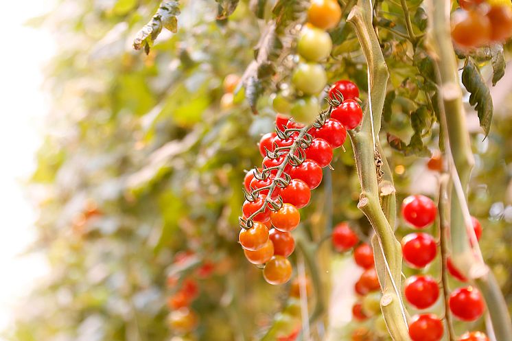 Tomatodling.