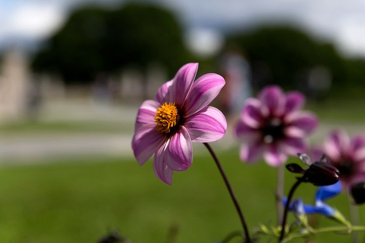 Lukt på blomstene i Vigelandsparken.