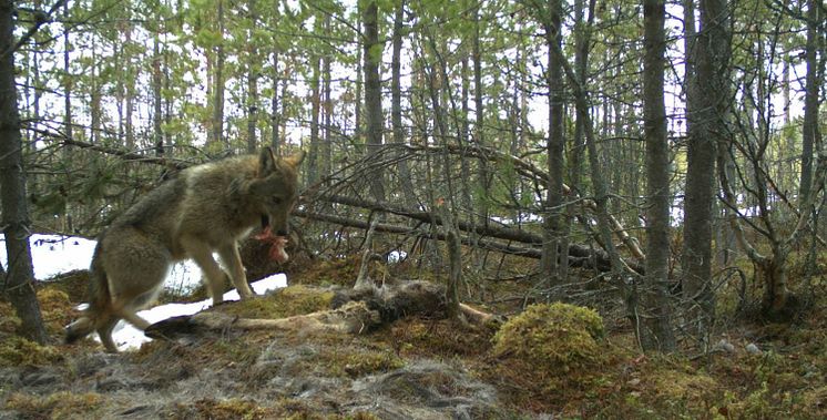 Grensevilt –svensk-norskt projekt om viltförvaltning 