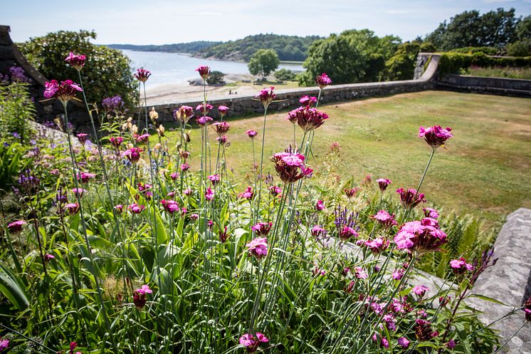 Blommor i slottsträdgården foto Kajsa Sjölander.jpg