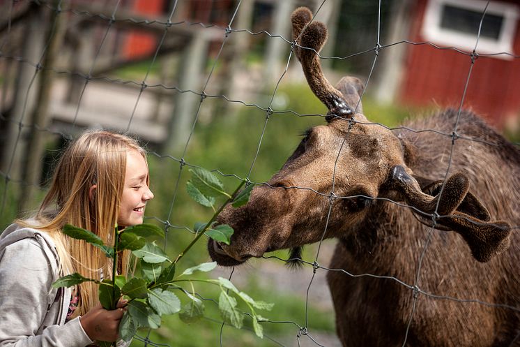 Smålands största fototävling lockar Smålandsambassadörer