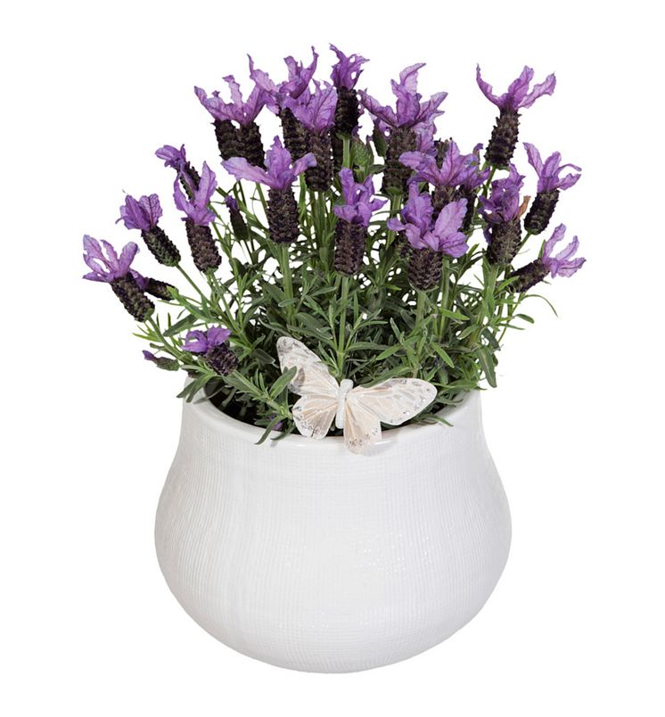 Lavendel