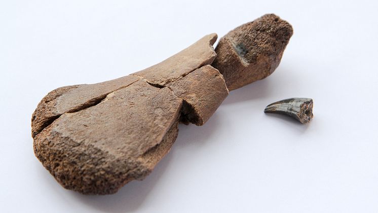Överarmsben från plesiosaurie med bitbärke från mosasaurie