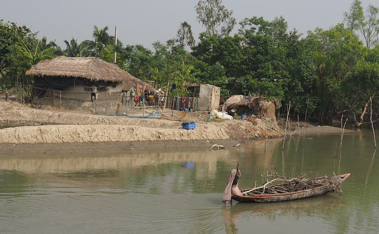 A woman transporting wood by boat in the Sundarbans, West Bengal..jpeg