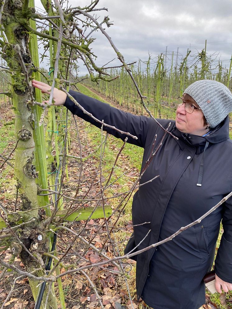 Larissa Gustavsson, forskare SLU och Guldäpple vinnare 2022 visar fruktträdskräfta