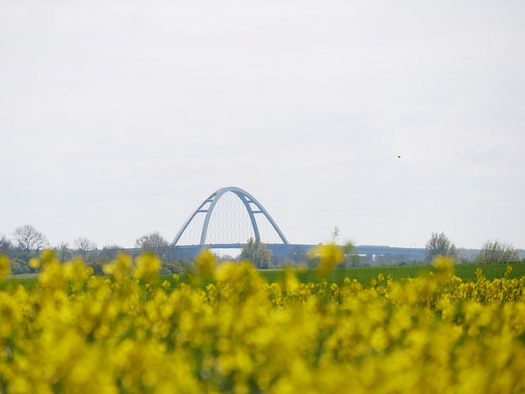 Rapsfeld und Fehmarnsundbrücke