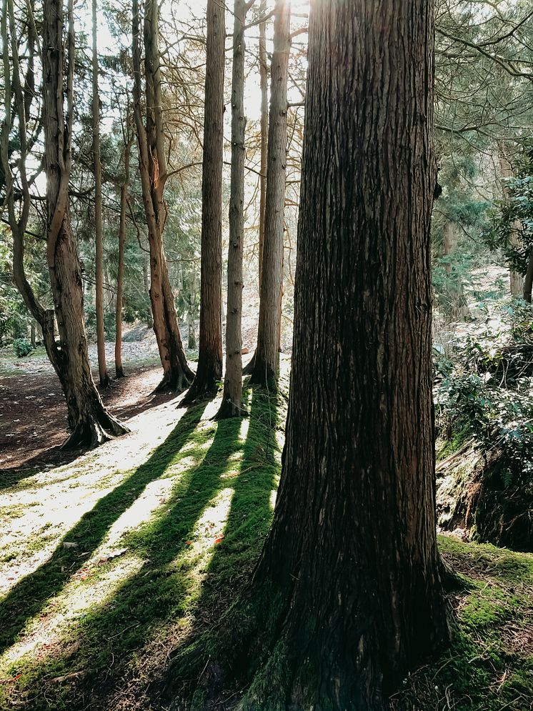 Skogen- Barocken.jpg