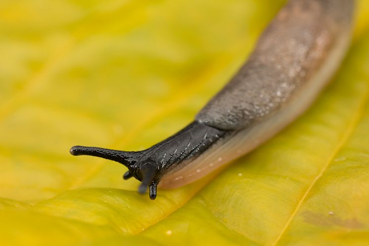 Svarthuvad snigel_Krynickillus_melanocephalus Foto_ Jonas_Roth