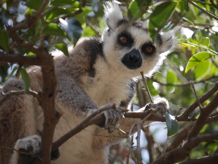 Ringsvanslemur - Madagaskar