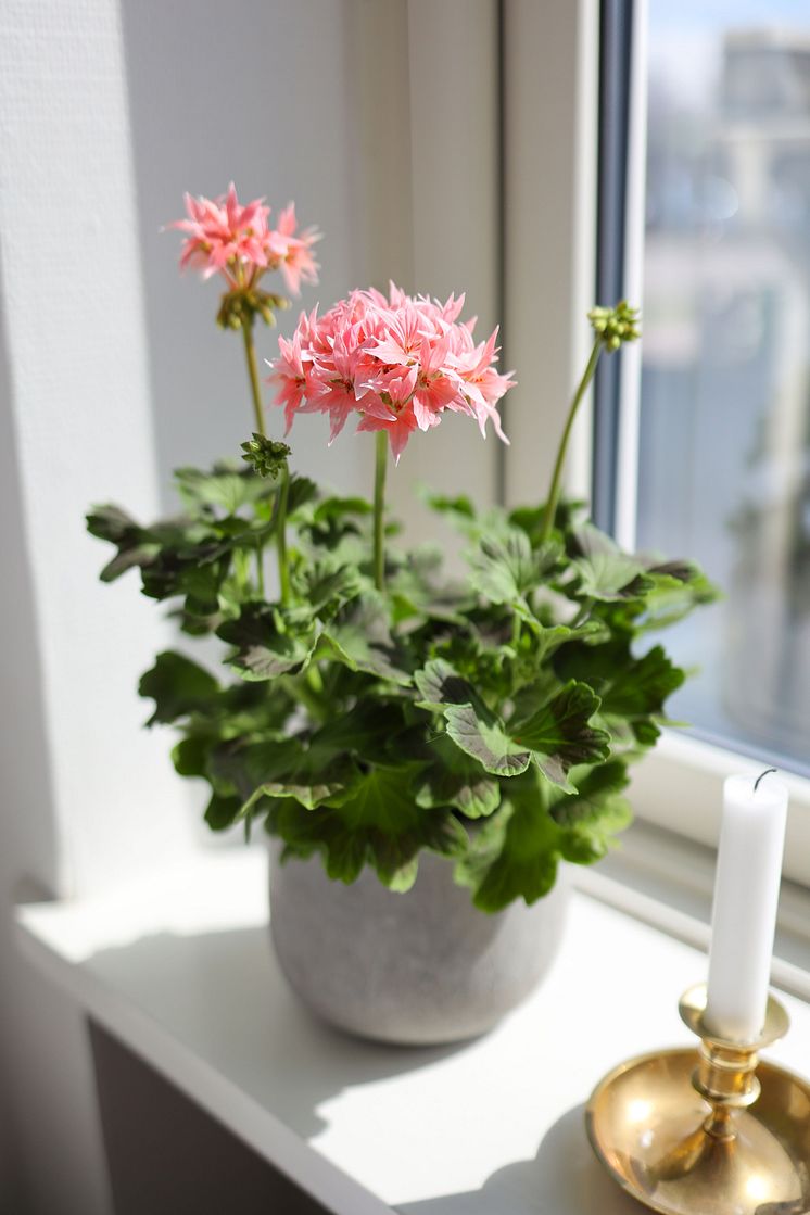 Årets Pelargon 2025 Pelargonium Summer Twist Rose foto SydGrönt (14).jpg