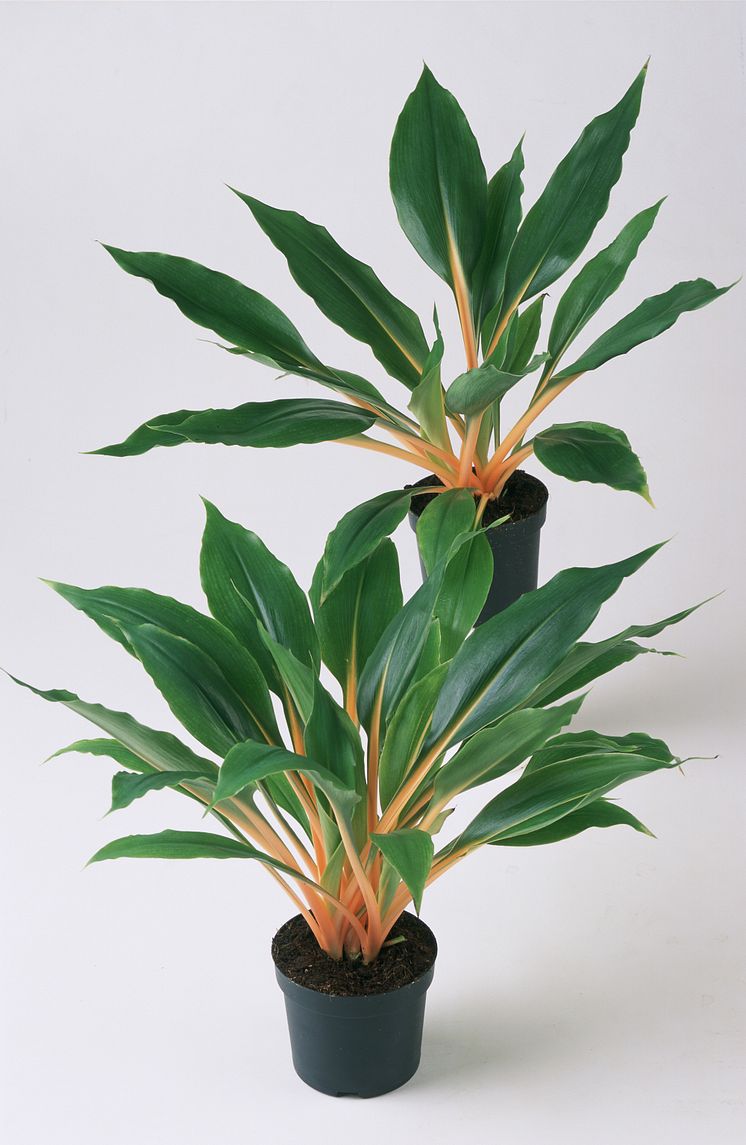 Chlorophytum orchidastrum Green Orange®