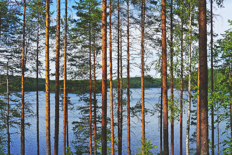 Skog och sjö 1200X800.png