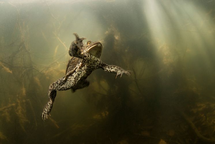 Amphibia – att leva på hoppet. Pressbild 2