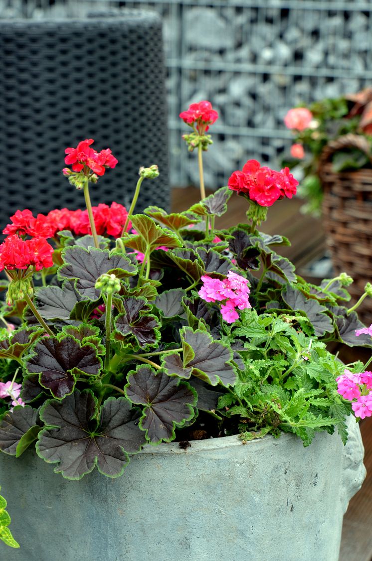 Pelargonium Brocade ´Cherry Night´