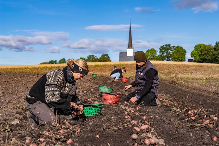 Alm Gård